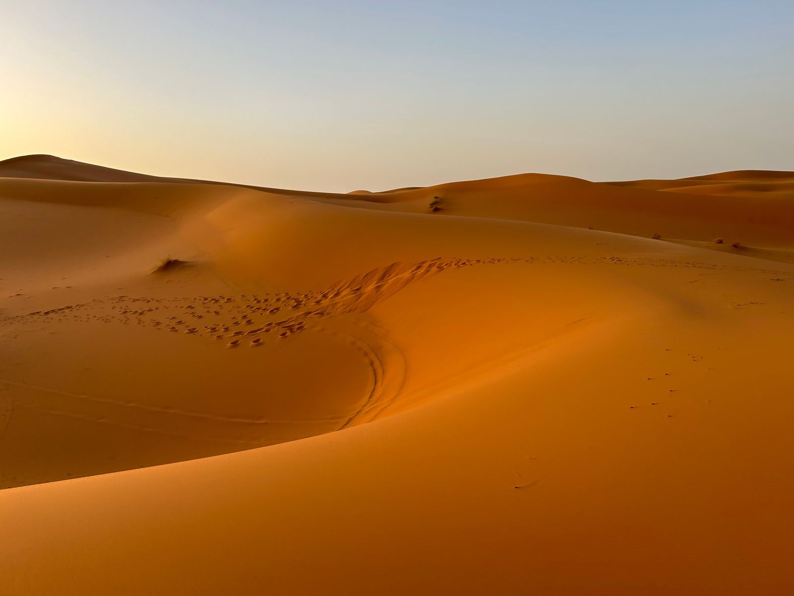 Golden dunes of the Sahara at golden hour